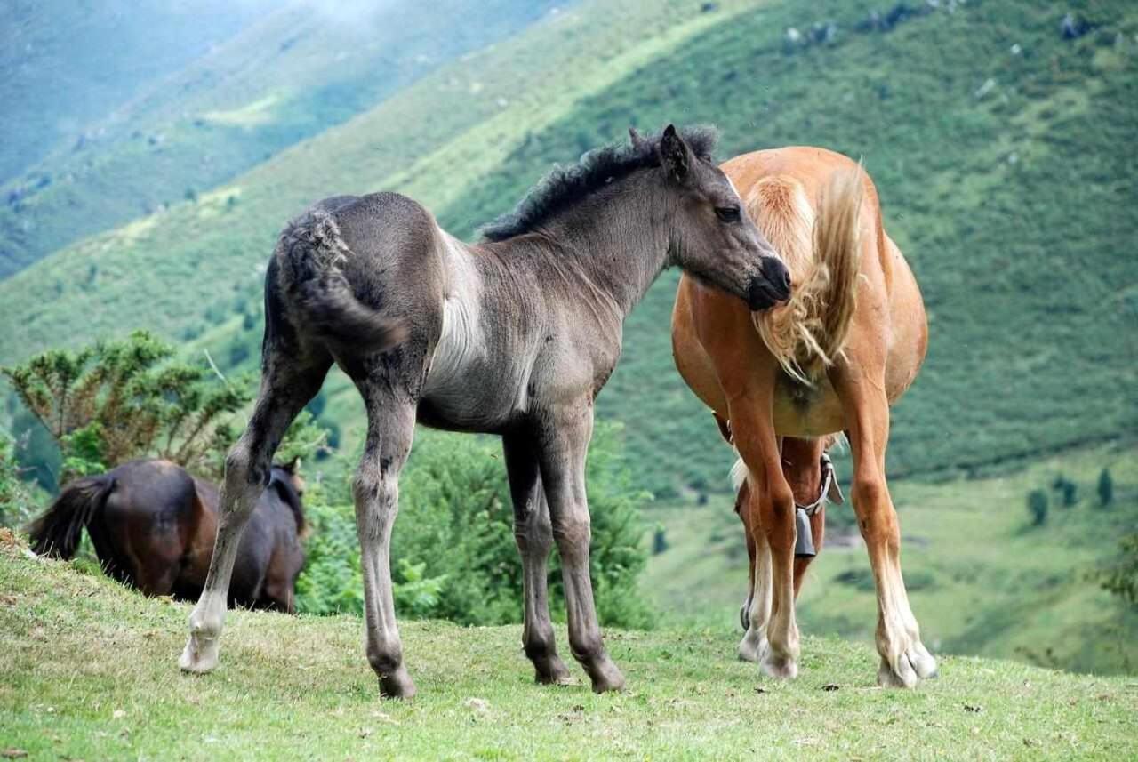 Casa Rural La Carrozal Senda Del Oso Orelleiru Ngoại thất bức ảnh